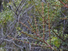 Ceanothus gloriosus porrectus
