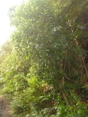 Melicytus macrophyllus