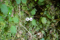 Jovellana repens