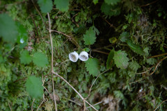 Jovellana repens