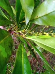 Campylospermum anceps