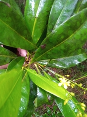 Campylospermum anceps