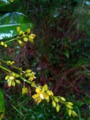 Campylospermum anceps