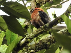 Machaeropterus deliciosus