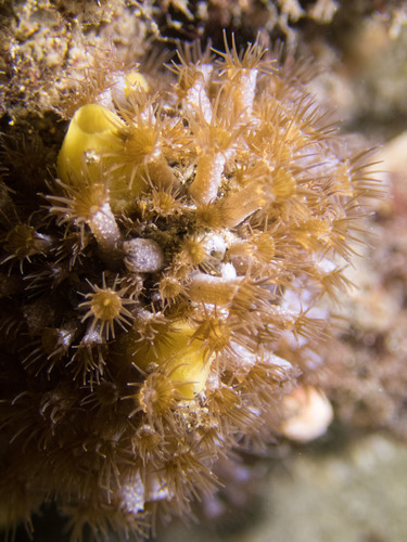 Epizoanthus sabulosus