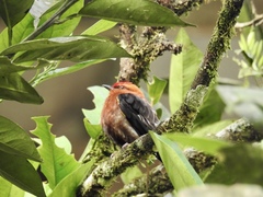 Machaeropterus deliciosus