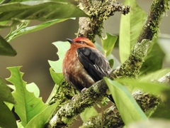 Machaeropterus deliciosus