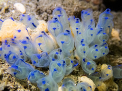 Clavelina australis