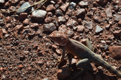 Ctenophorus caudicinctus