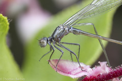 Ischnura cervula