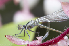 Ischnura cervula