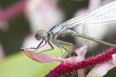 Ischnura cervula
