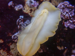 Baptodoris mimetica