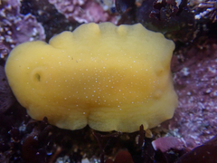 Baptodoris mimetica
