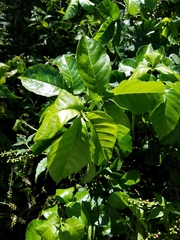 Allophylus timoriensis