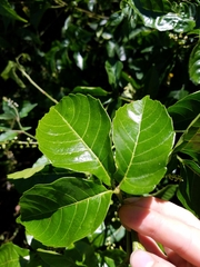 Allophylus timoriensis