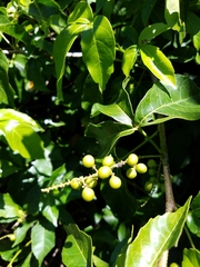 Allophylus timoriensis