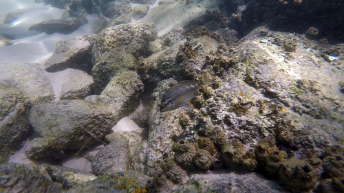 Morwong fuscus