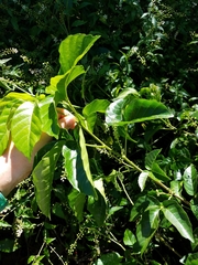 Allophylus timoriensis