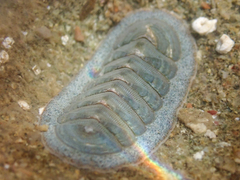 Tripoplax regularis