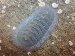 Tripoplax regularis