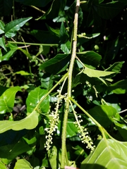 Allophylus timoriensis