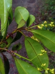 Ochnaceae