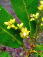 Ochnaceae