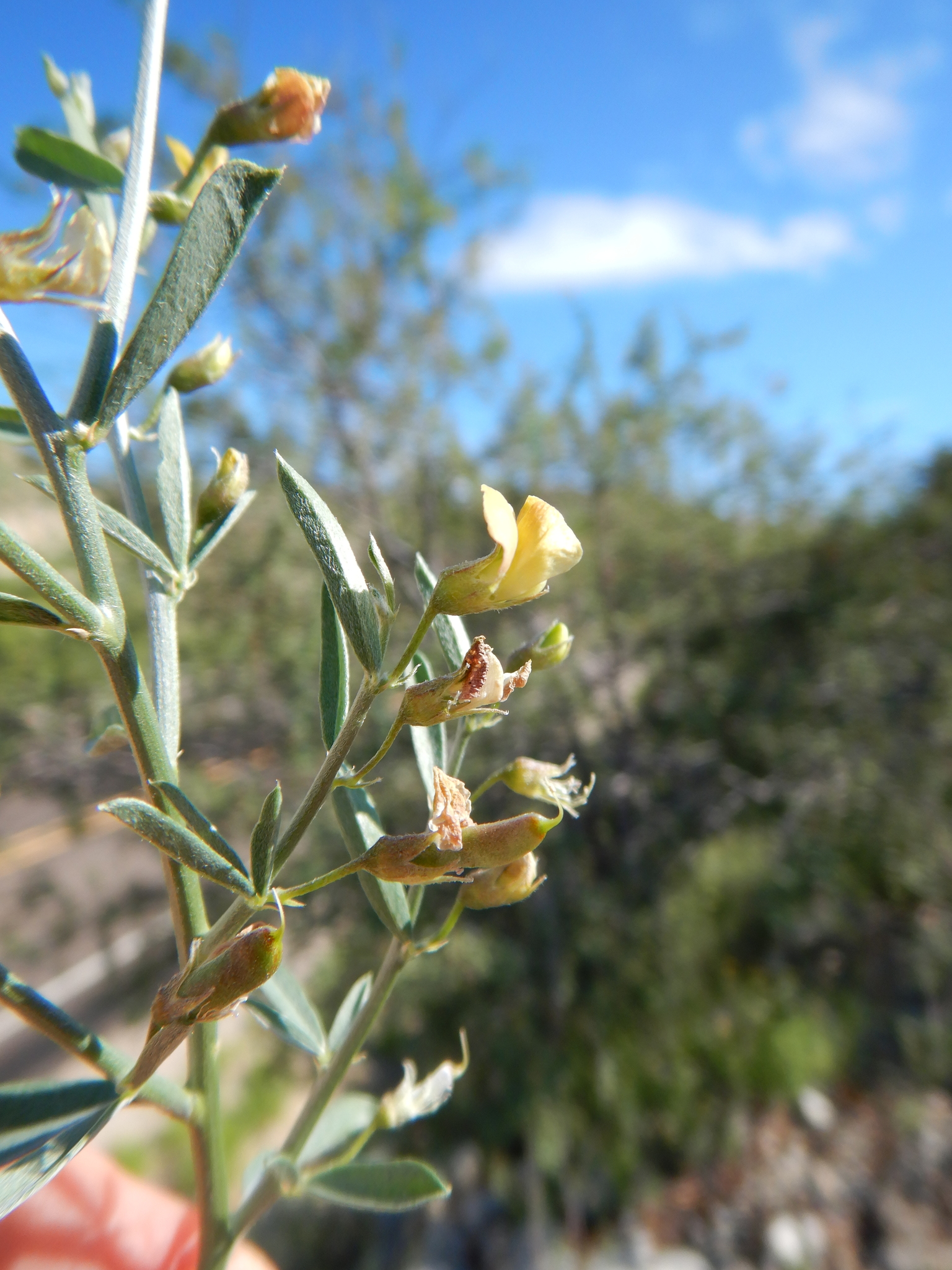 Genistidium dumosum
