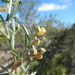 Brush-Pea - Photo (c) Matt Lavin, some rights reserved (CC BY-SA)