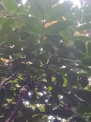 Colea