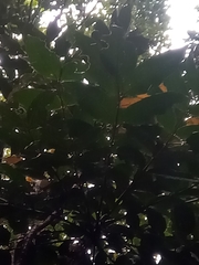 Colea
