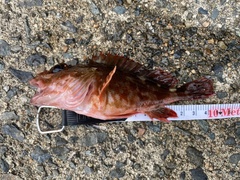 Sebastiscus marmoratus