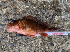 Sebastiscus marmoratus