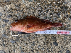 Sebastiscus marmoratus