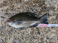Girella punctata