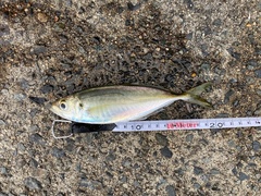 Trachurus japonicus