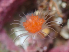 Ectopleura marina