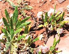 Eriogonum coloradense