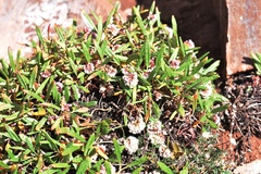 Eriogonum coloradense