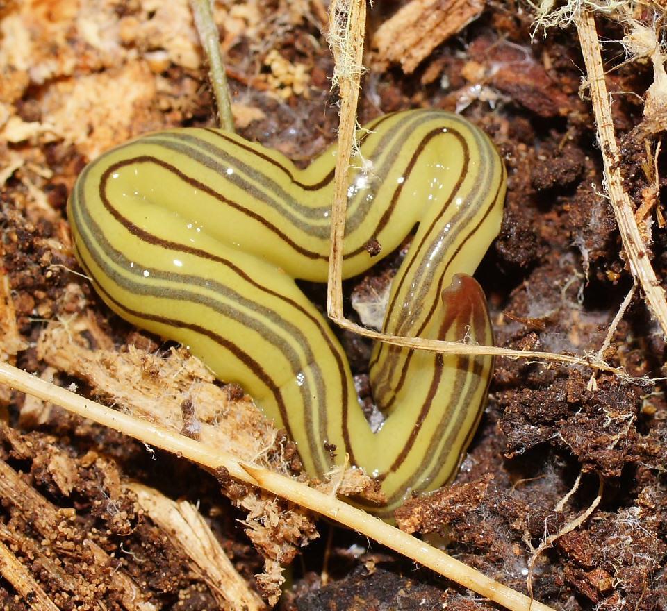 Caenoplanini