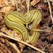 Hogg's Flatworm - Photo (c) Reiner Richter, some rights reserved (CC BY-NC), uploaded by Reiner Richter