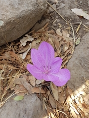 Colchicum feinbruniae