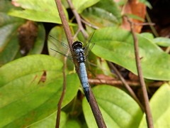 Aethriamanta gracilis