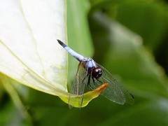 Aethriamanta gracilis