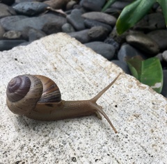 Asperitas sparsa