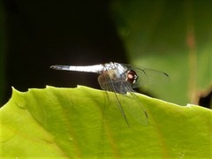 Aethriamanta gracilis