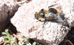 Cephenemyia