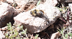 Cephenemyia