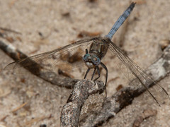 Orthetrum robustum